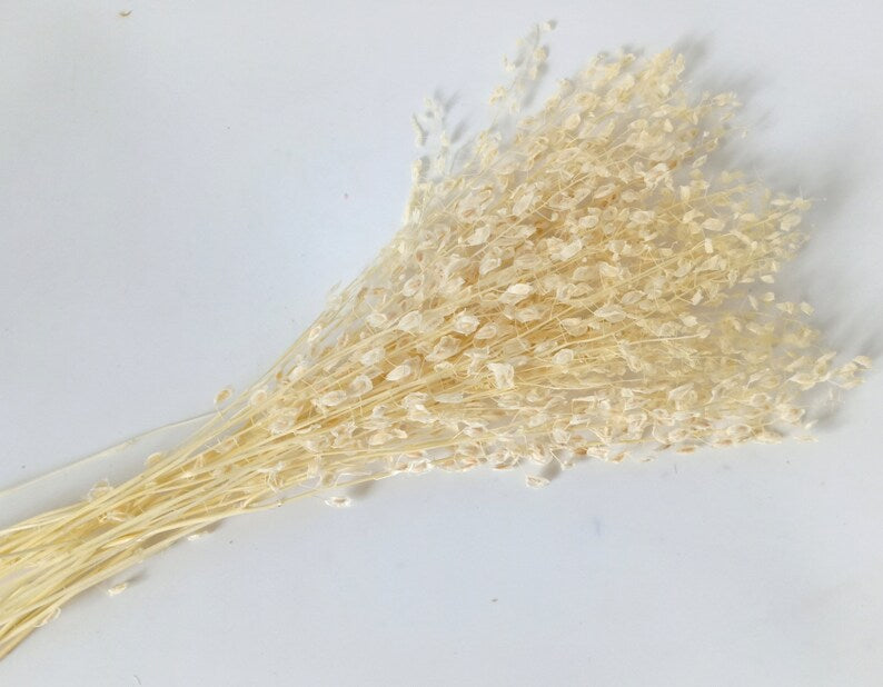 Dried Mini Lunaria (Lepidium)