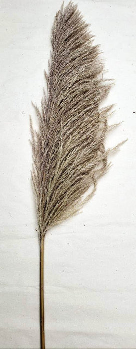 Dried Natural Plumero Pampas- 5st (130 cm)