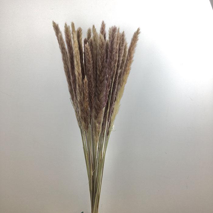 Dried Reed Pampas Grass - NATURAL