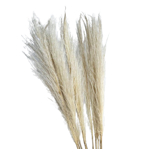 Dried Bleached Pampas Grass (100 cm)