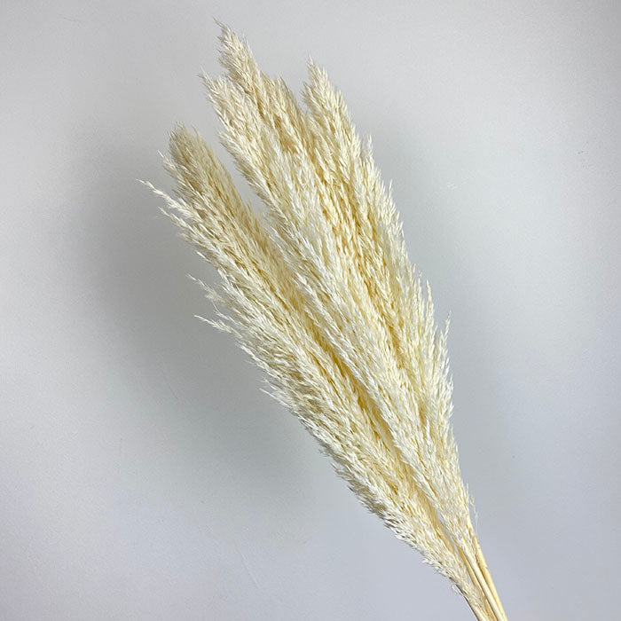 Dried Wheat Pampas Grass (IT)
